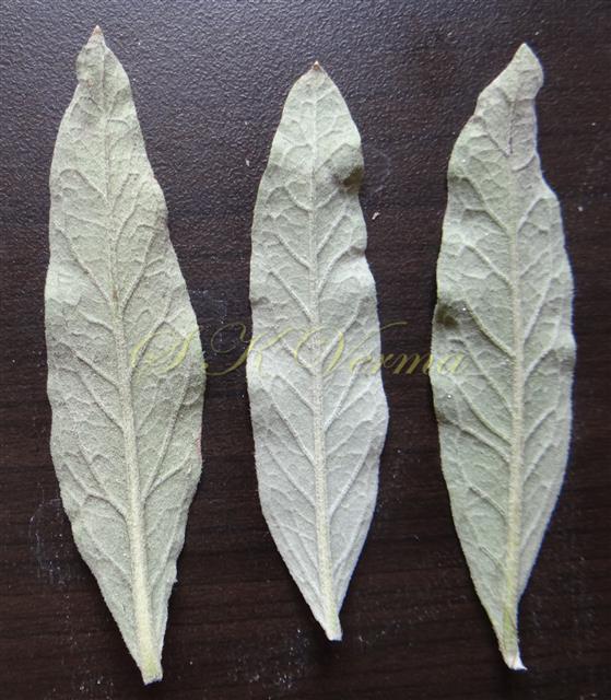  Leaves (Abaxial view)